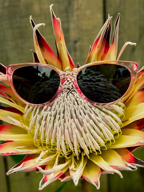 Volcom Butter Sunglasses Ljusrosa | POK514930